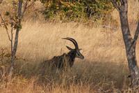 Rehbock &ndash; &copy; Vicky Kern (Eberhardt TRAVEL)