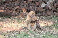 Meerkatze &ndash; &copy; Vicky Kern (Eberhardt TRAVEL)
