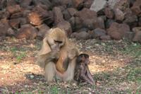 Meerkatze &ndash; &copy; Vicky Kern (Eberhardt TRAVEL)