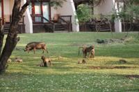 Chobe Safari Lodge &ndash; &copy; Vicky Kern (Eberhardt TRAVEL)