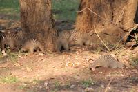 Zebramangusten &ndash; &copy; Vicky Kern (Eberhardt TRAVEL)