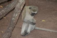 Meerkatze