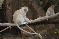Meerkatze &ndash; &copy; Vicky Kern (Eberhardt TRAVEL)