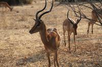 Chobe Nationalpark &ndash; &copy; Vicky Kern (Eberhardt TRAVEL)