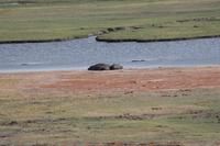 Hippos &ndash; &copy; Vicky Kern (Eberhardt TRAVEL)
