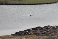 Hippos &ndash; &copy; Vicky Kern (Eberhardt TRAVEL)