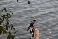 Schlangenhalsvogel &ndash; &copy; Vicky Kern (Eberhardt TRAVEL)