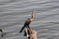 Schlangenhalsvogel &ndash; &copy; Vicky Kern (Eberhardt TRAVEL)