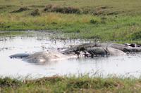 Hippos &ndash; &copy; Vicky Kern (Eberhardt TRAVEL)