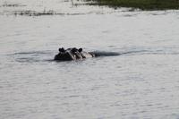 Hippo &ndash; &copy; Vicky Kern (Eberhardt TRAVEL)