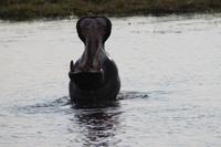 Hippo &ndash; &copy; Vicky Kern (Eberhardt TRAVEL)