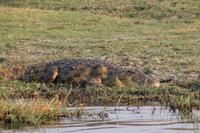 Krokodile &ndash; &copy; Vicky Kern (Eberhardt TRAVEL)