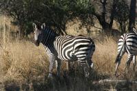 Zebras &ndash; &copy; Annett Müller (Eberhardt TRAVEL)