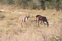 Lecker Kudu &ndash; &copy; Annett Müller (Eberhardt TRAVEL)