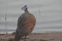 Perlhuhn &ndash; &copy; Annett Müller (Eberhardt TRAVEL)