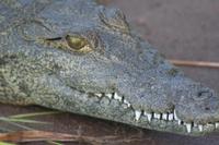 Krokodil &ndash; &copy; Annett Müller (Eberhardt TRAVEL)