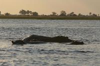 noch mehr Hippos &ndash; &copy; Annett Müller (Eberhardt TRAVEL)