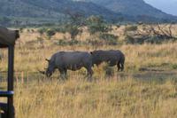 Nashorn-Brüder &ndash; &copy; Annett Müller (Eberhardt TRAVEL)