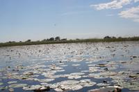 WasserlilienMeer &ndash; &copy; Annett Müller (Eberhardt TRAVEL)