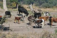 Rinder, Rinder, Rinder &ndash; &copy; Annett Müller (Eberhardt TRAVEL)