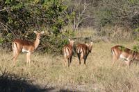 Impalas &ndash; &copy; Annett Müller (Eberhardt TRAVEL)