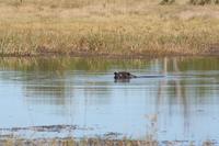 Hippo &ndash; &copy; Annett Müller (Eberhardt TRAVEL)