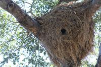 Nest vom Hammerkopf &ndash; &copy; Annett Müller (Eberhardt TRAVEL)