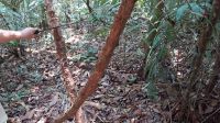 Tour durch den Dschungel im Amazonas, die Wasserliane gibt Wasser, wenn es ums Überleben geht. &ndash; &copy; Anette Rietz (Eberhardt TRAVEL)