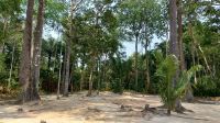 Hinter diesem Wald am Amazonas wohnt der Indianer-Stamm, den wir auf der Bootstour besuchen. @Anette Rietz