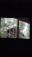 Blick in den Dschungel im Amazonas vom Zimmer aus.  &ndash; &copy; Anette Rietz (Eberhardt TRAVEL)