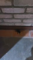 Auch haarige Spinnen gehören zur Tierwelt im Pantanal.  &ndash; &copy; Anette Rietz (Eberhardt TRAVEL)