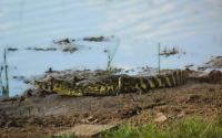 ich bin ein Yacare-Kaiman im Pantanal