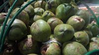 Kokosnüsse an der Copacabana in Rio &ndash; &copy; Anette Rietz (Eberhardt TRAVEL)