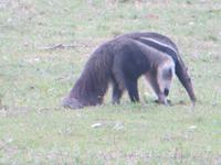 Ameisenbär &ndash; &copy; Kerstin Hugel (Eberhardt TRAVEL)