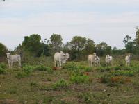 Pantanal &ndash; &copy; Kerstin Hugel (Eberhardt TRAVEL)