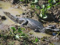 Pantanal &ndash; &copy; Kerstin Hugel (Eberhardt TRAVEL)