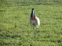 Pantanal &ndash; &copy; Kerstin Hugel (Eberhardt TRAVEL)