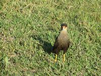 Pantanal &ndash; &copy; Kerstin Hugel (Eberhardt TRAVEL)