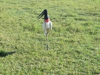 Pantanal &ndash; &copy; Kerstin Hugel (Eberhardt TRAVEL)