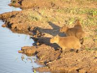 Pantanal &ndash; &copy; Kerstin Hugel (Eberhardt TRAVEL)