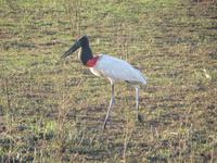 Pantanal &ndash; &copy; Kerstin Hugel (Eberhardt TRAVEL)