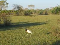 Pantanal &ndash; &copy; Kerstin Hugel (Eberhardt TRAVEL)