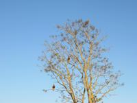 Pantanal &ndash; &copy; Kerstin Hugel (Eberhardt TRAVEL)