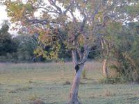 Pantanal &ndash; &copy; Kerstin Hugel (Eberhardt TRAVEL)