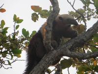 Pantanal &ndash; &copy; Kerstin Hugel (Eberhardt TRAVEL)