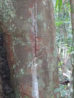 Amazonas &ndash; &copy; Kerstin Hugel (Eberhardt TRAVEL)