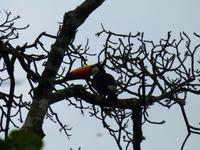 Tucan