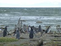 Magellan-Pinguine am Seno Otway