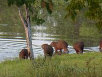 052-Pantanal-Capybaras-Wasserschweine &ndash; &copy; Dirk Schlosser (Eberhardt TRAVEL)