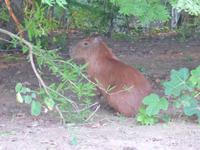 054-Pantanal-Capybara-Wasserschwein &ndash; &copy; Dirk Schlosser (Eberhardt TRAVEL)